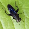 Chalcosyrphus chalybeus