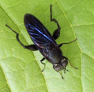 Chalcosyrphus chalybeus (Violet Leafwalker)