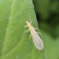 Plecoptera