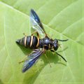 Temnostoma