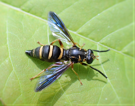 Genus Temnostoma (Falsehorn Flies)