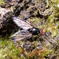 Seioptera