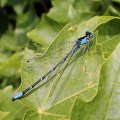 Chromagrion conditum