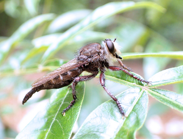 Promachus bastardii (False Bee-Killer)