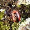 Metriorrhynchomiris dislocatus