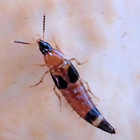 Lordithon cinctus