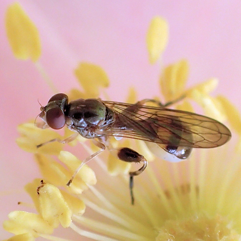 Sphegina flavimana (Tuberculate Pufftail)