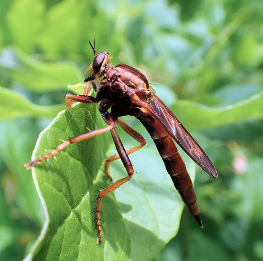 Asilus sericeus (Butterflyhunter)