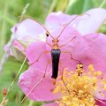 Strangalia bicolor