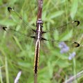 Libellula cyanea