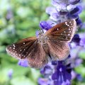 Pholisora catullus