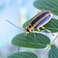 Trirhabda