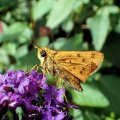 Hylephila phyleus