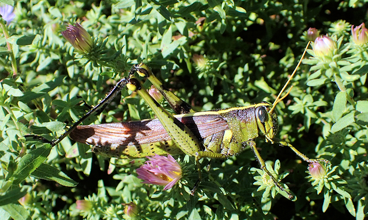 Schistocerca obscura (Obscure Bird Grasshopper)