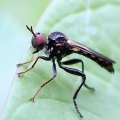 Eudioctria