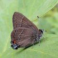 Satyrium favonius