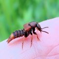 Platydracus cinnamopterus