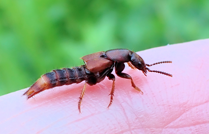 Platydracus cinnamopterus (Cinnamon Rove Beetle)