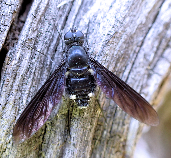 Anthrax aterrimus