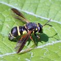 Ceriana