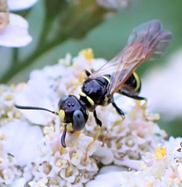 Philanthus bilunatus (Two Moons Beewolf)