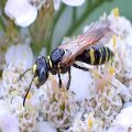 Philanthus bilunatus