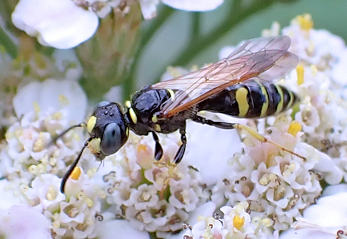 Philanthus bilunatus (Two Moons Beewolf)