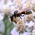 Philanthus bilunatus