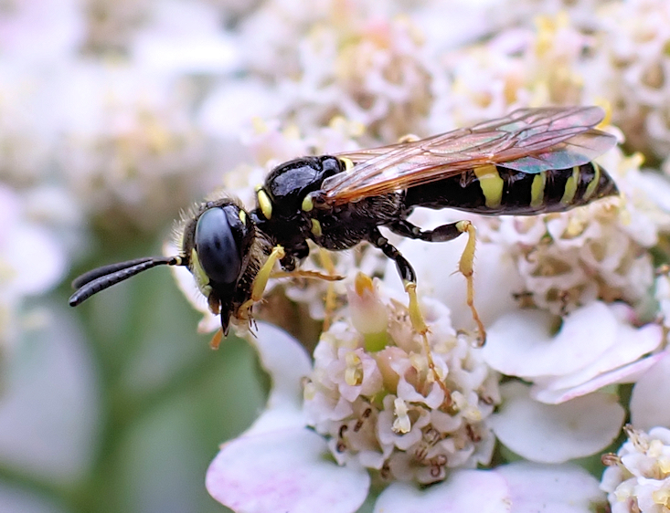 Philanthus bilunatus (Two Moons Beewolf)