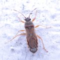 Blissidae