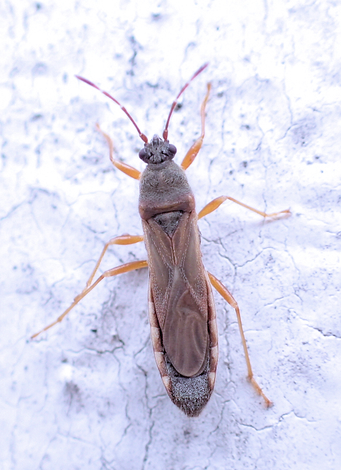 Family Blissidae (Chinch Bugs and Allies)