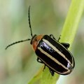 Disonycha glabrata