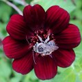 Apidae