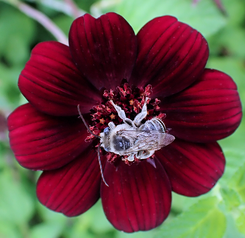 Family Apidae (Honey Bees, Bumble Bees, and Allies)