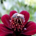 Hymenoptera