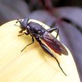 Chalcosyrphus piger