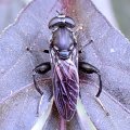 Chalcosyrphus piger