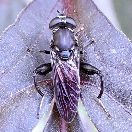 Chalcosyrphus piger (Short-haired Forest Fly)