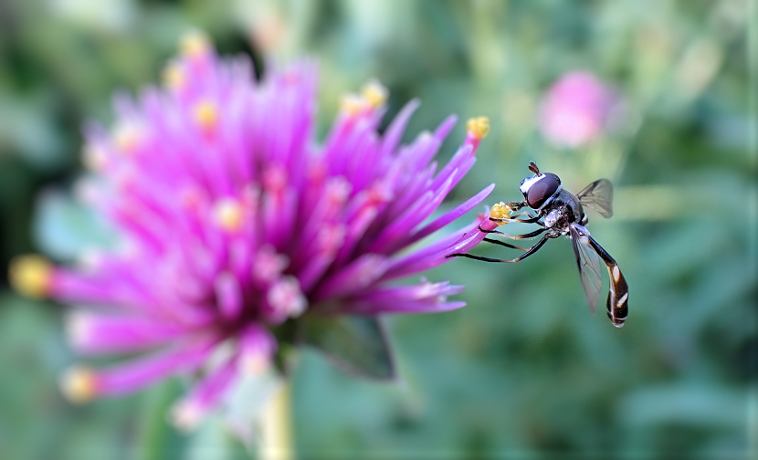 Dioprosopa clavata (Four-speckled Hover Fly)