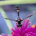 Dioprosopa clavata