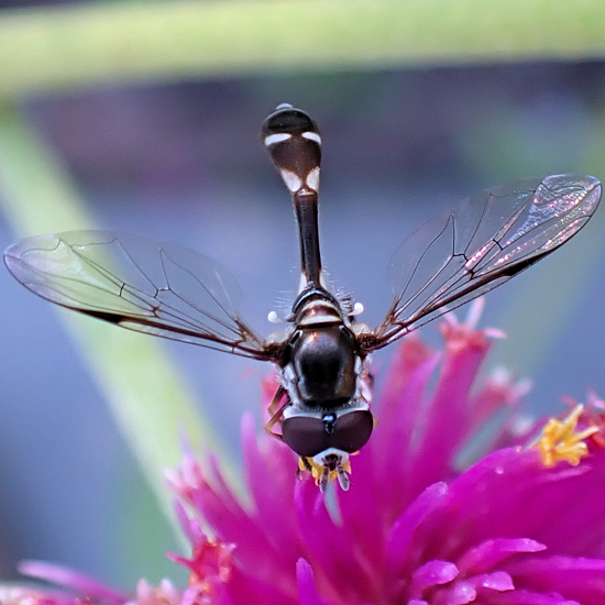 Dioprosopa clavata (Four-speckled Hover Fly)