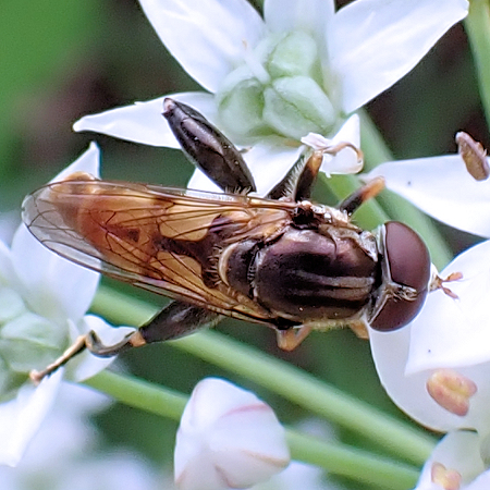 Tropidia quadrata (Common Thick-leg Fly)