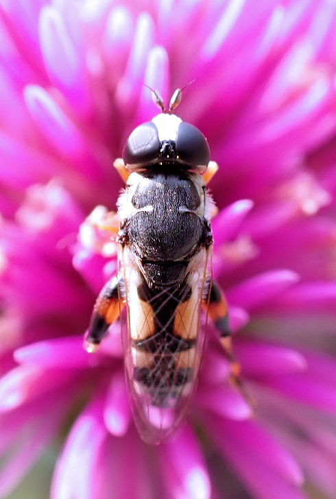 Syritta flaviventris (Peg-legged Compost Fly)
