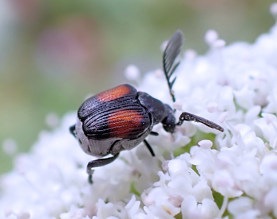 Megacerus discoidus (Red Megacerus)