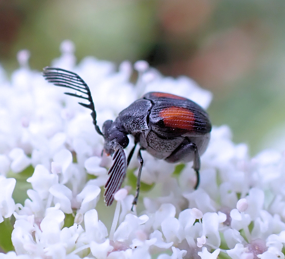 Megacerus discoidus (Red Megacerus)