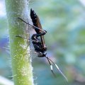 Platylabus clarus