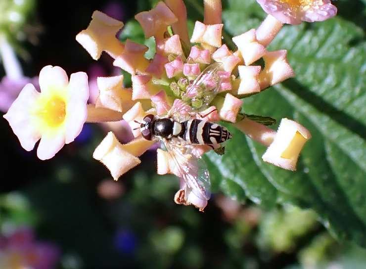 Allograpta exotica (Exotic Streaktail Hoverfly)