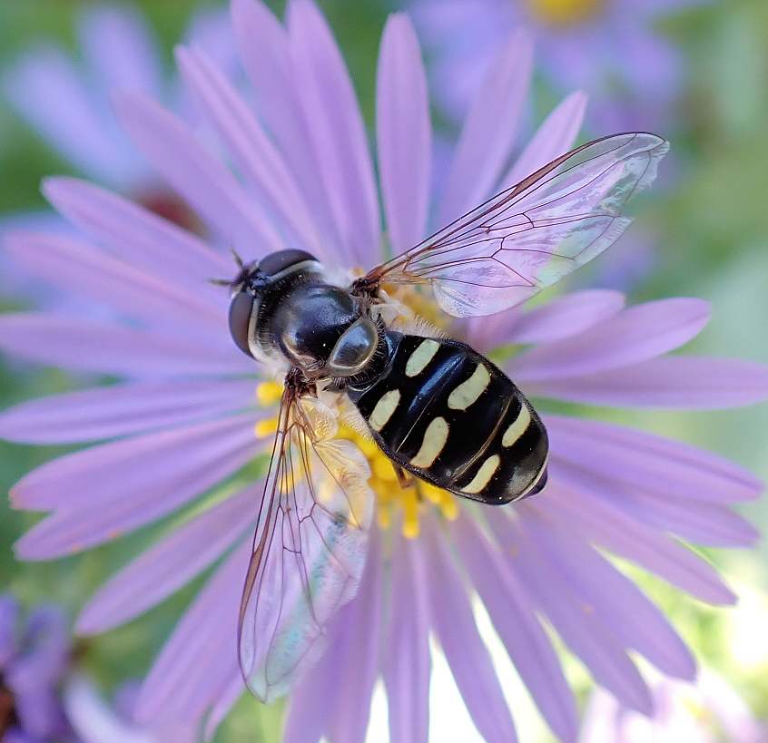 Eupeodes perplexus (Bare-winged Aphideater)