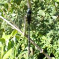 Coryphaeschna adnexa