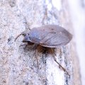 Belostoma